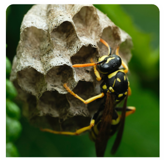 wasps