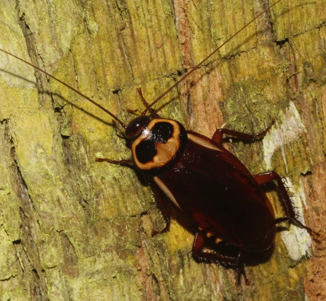 Australian Cockroach