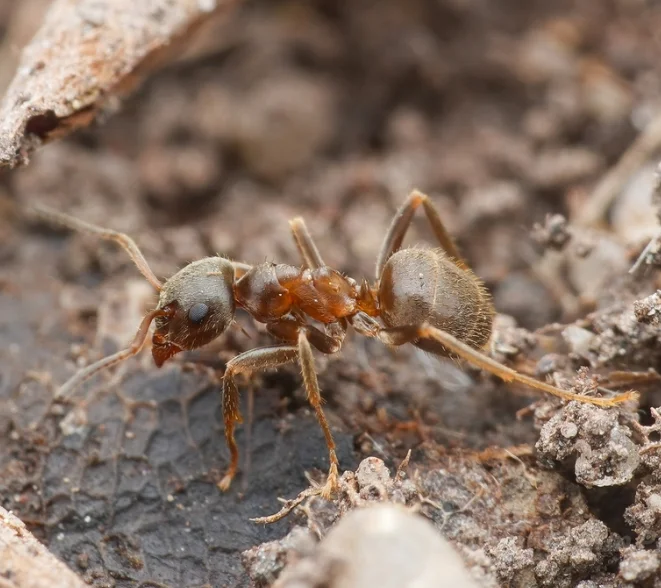 Black Garden Ant