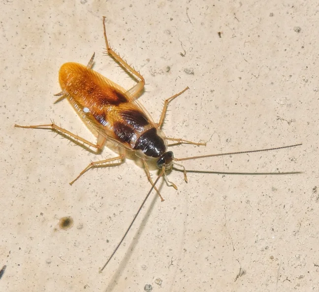 Brown-banded Cockroach