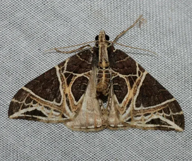Carpet Moth