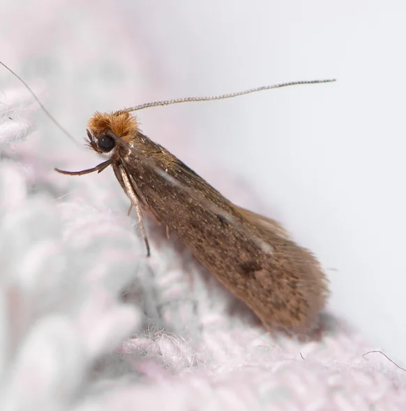 Case-bearing Moth