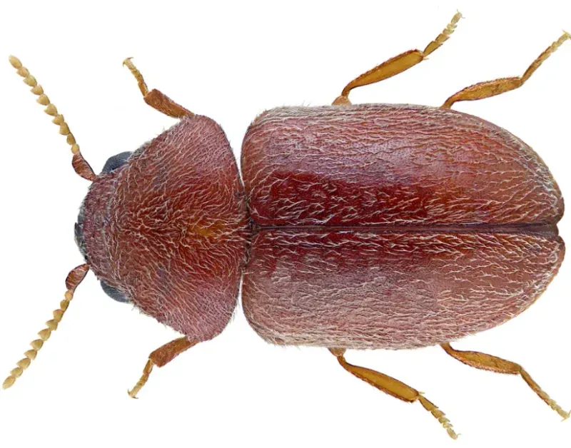 Cigarette Beetle