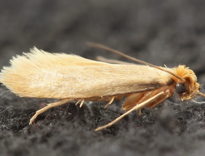 Clothes Moth