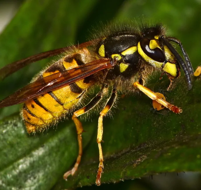 European Wasp