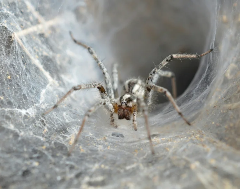 Funnel-web Spider