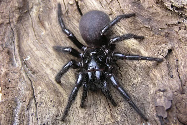 Funnel-web Spider