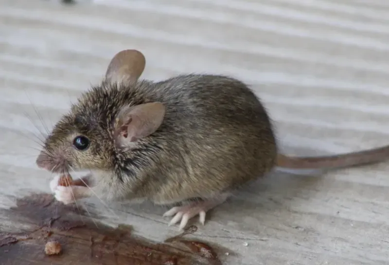 House Mouse