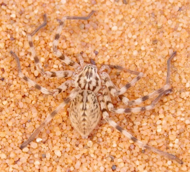 Huntsman Spider