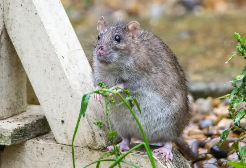 Norway Rat
