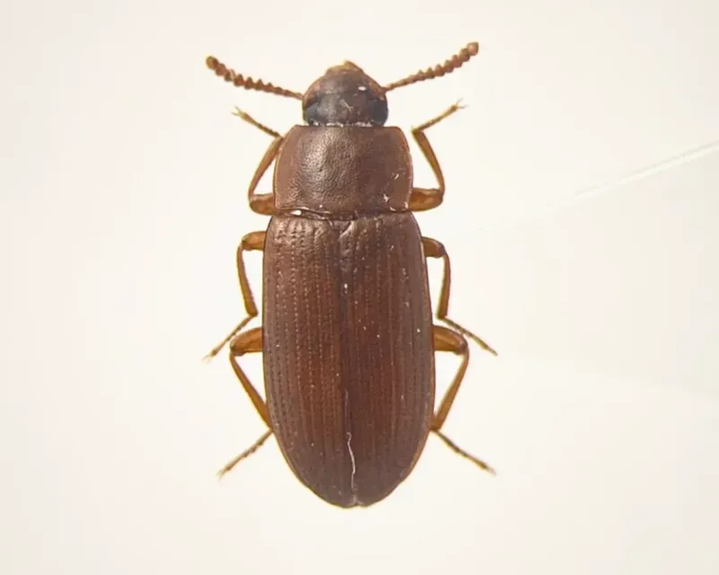 Pantry Beetle