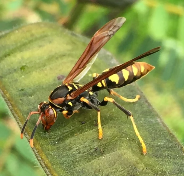 Paper Wasp