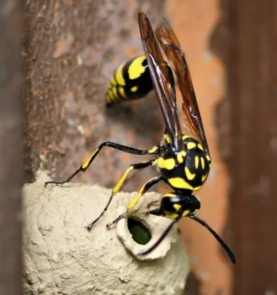 Potter Wasp