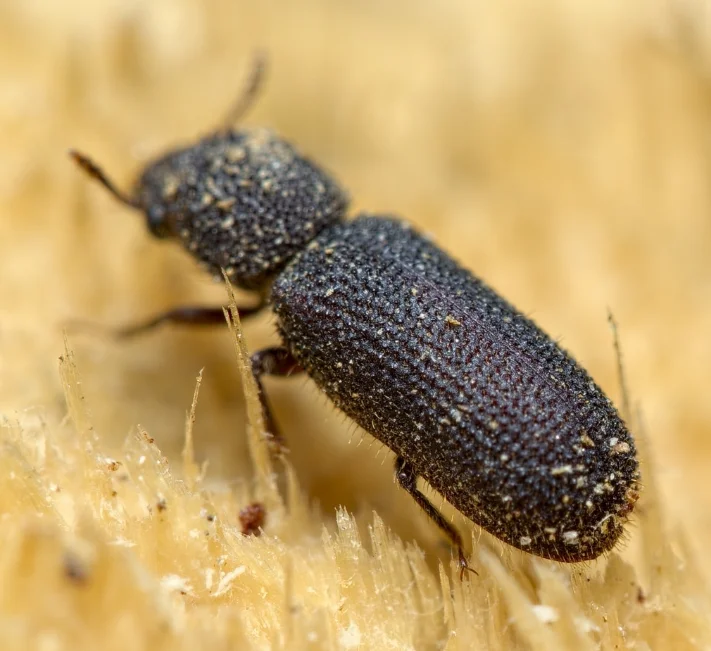 Powderpost Beetle