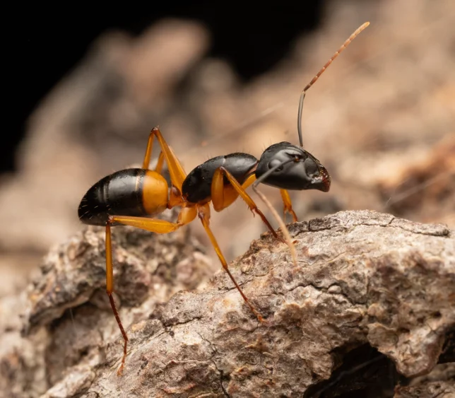 Sugar Ant