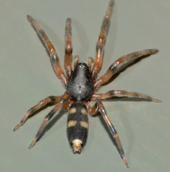 White-tail Spider