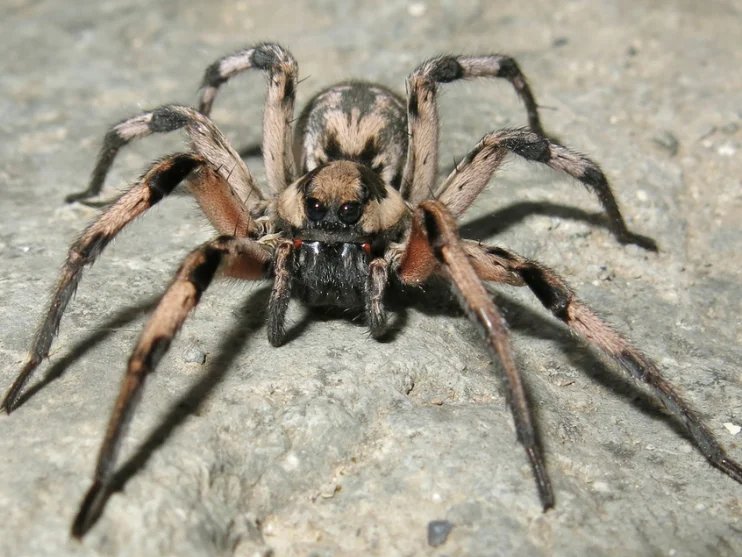 Wolf Spider